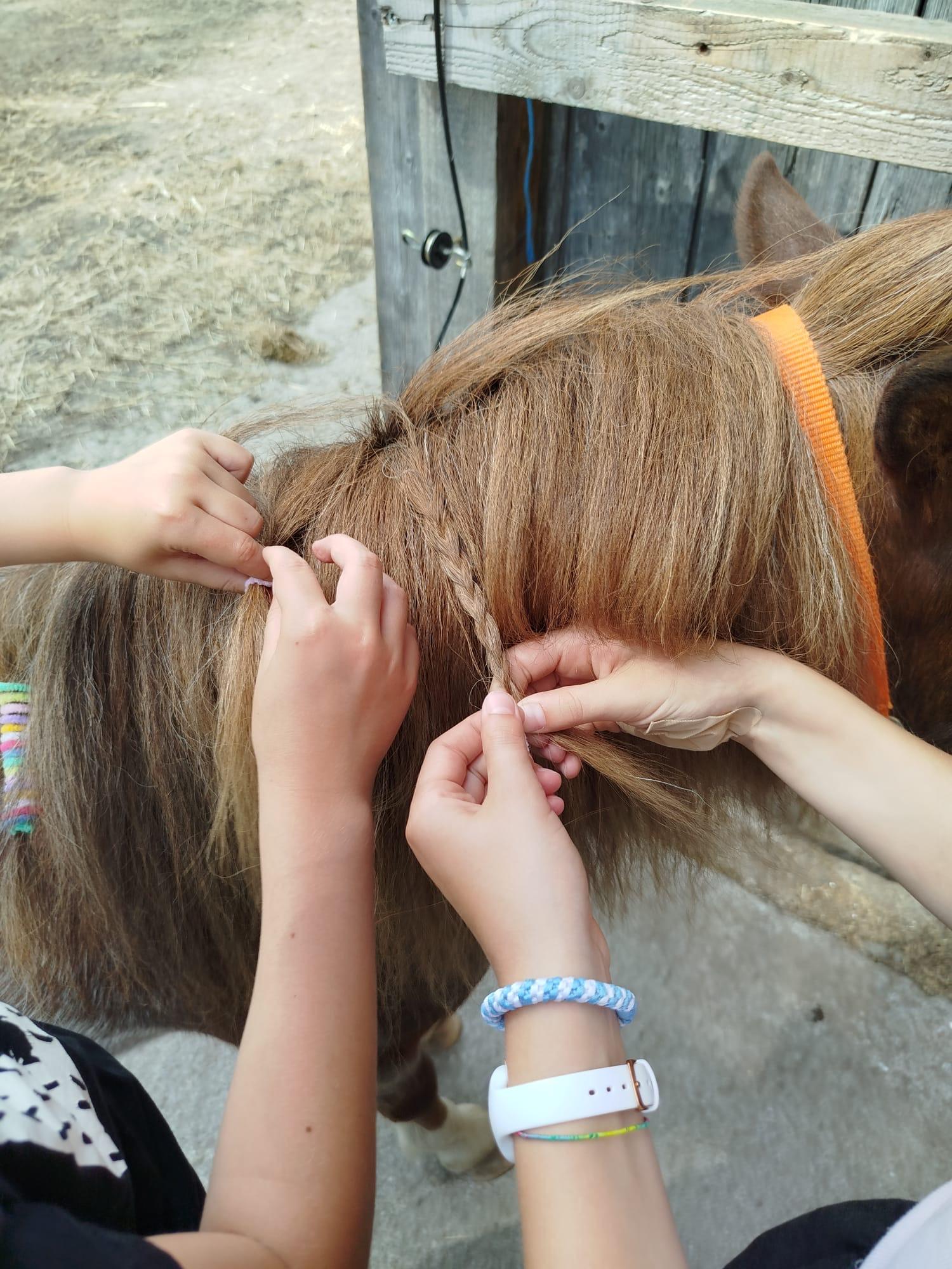 Abenteuer mit Pony und Therapiehund