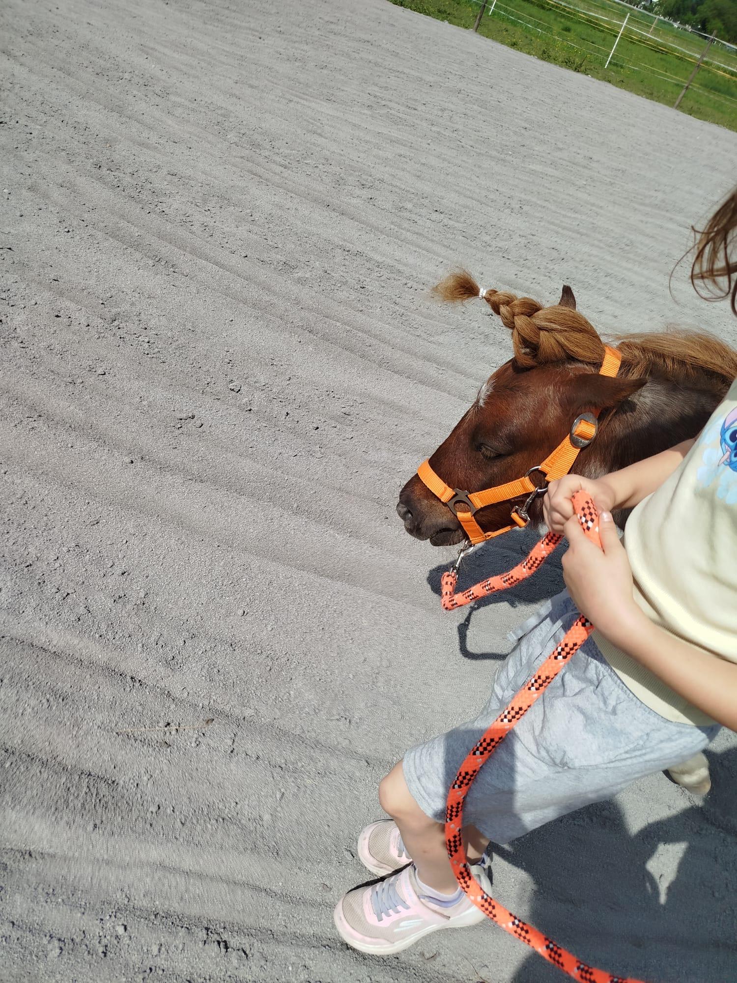 Abenteuer mit Pony und Therapiebegleithund
