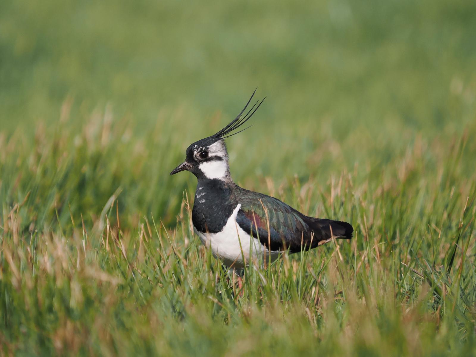 Vogelwelt Lustenaus entdecken für Kids